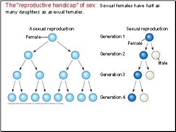The reproductive handicap of sex: Sexual females have half as many daughters as asexual females.