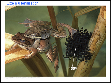 External fertilization