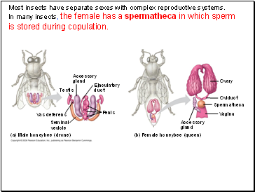 Most insects have separate sexes with complex reproductive systems.