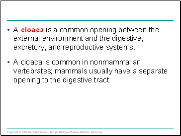 A cloaca is a common opening between the external environment and the digestive, excretory, and reproductive systems.