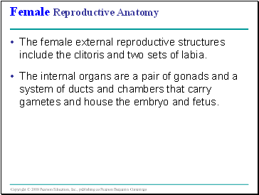 Female Reproductive Anatomy