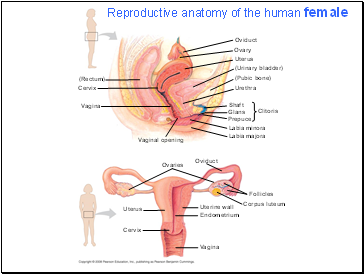 Reproductive anatomy of the human female