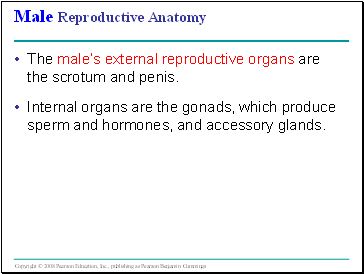 Male Reproductive Anatomy