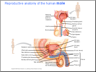 Reproductive anatomy of the human male
