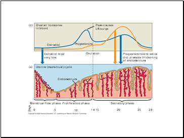 Ovarian hormones in blood