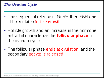 The Ovarian Cycle