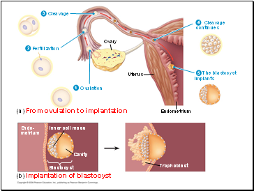 Ovary