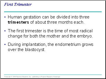 First Trimester