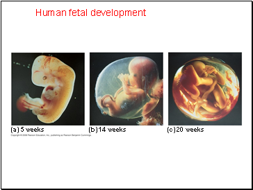 Human fetal development