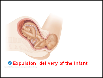 Expulsion: delivery of the infant