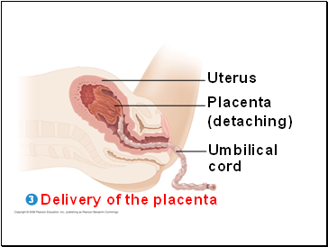 Delivery of the placenta