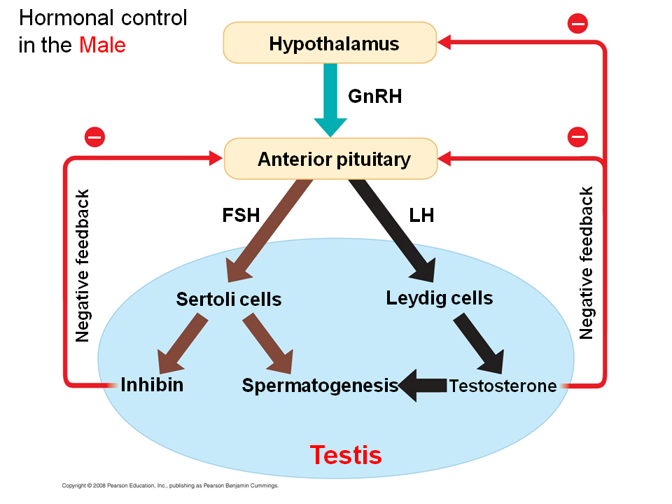 Hormonal Control Of The Male Reproductive System