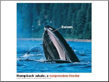 Humpback whale, a suspension feeder