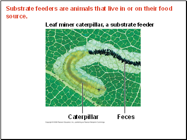 Substrate feeders are animals that live in or on their food source.