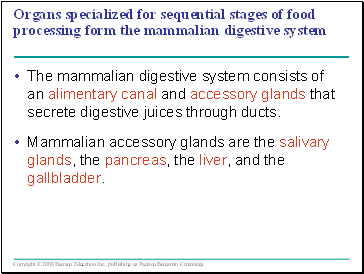 Organs specialized for sequential stages of food processing form the mammalian digestive system
