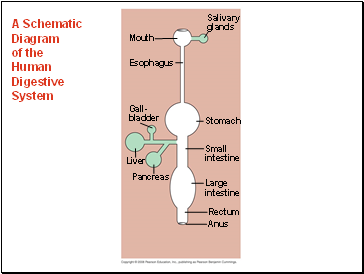 A Schematic Diagram of the Human Digestive System