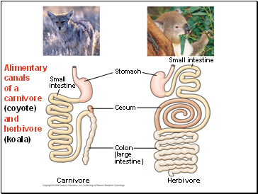 Alimentary canals of a carnivore (coyote) and herbivore (koala)