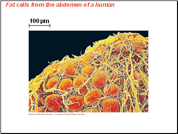 Fat cells from the abdomen of a human