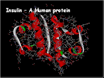 Insulin  A Human protein