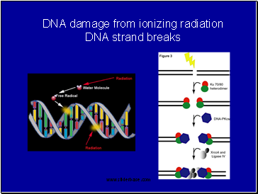 DNA damage from ionizing radiation DNA strand breaks