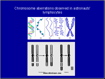 Chromosome aberrations observed in astronauts lymphocytes