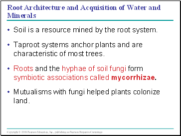 Root Architecture and Acquisition of Water and Minerals