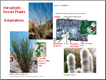 Xerophytic - Desert Plants Adaptations