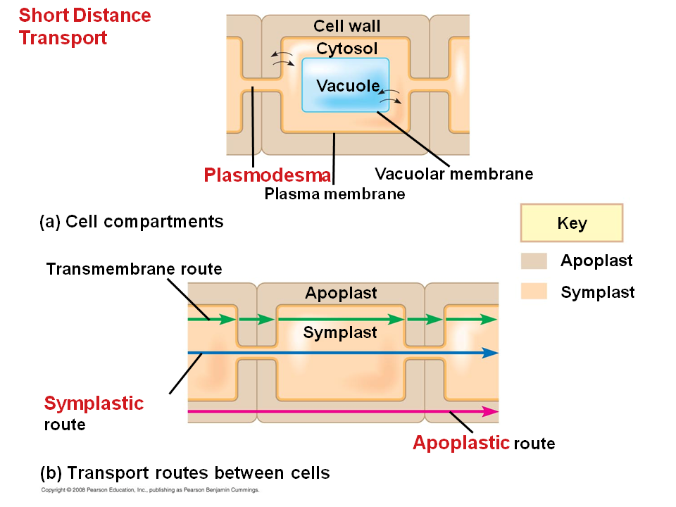 ♋ Which structure or compartment is part of the symplast