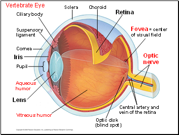 Vertebrate Eye