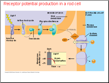 Receptor potential production in a rod cell