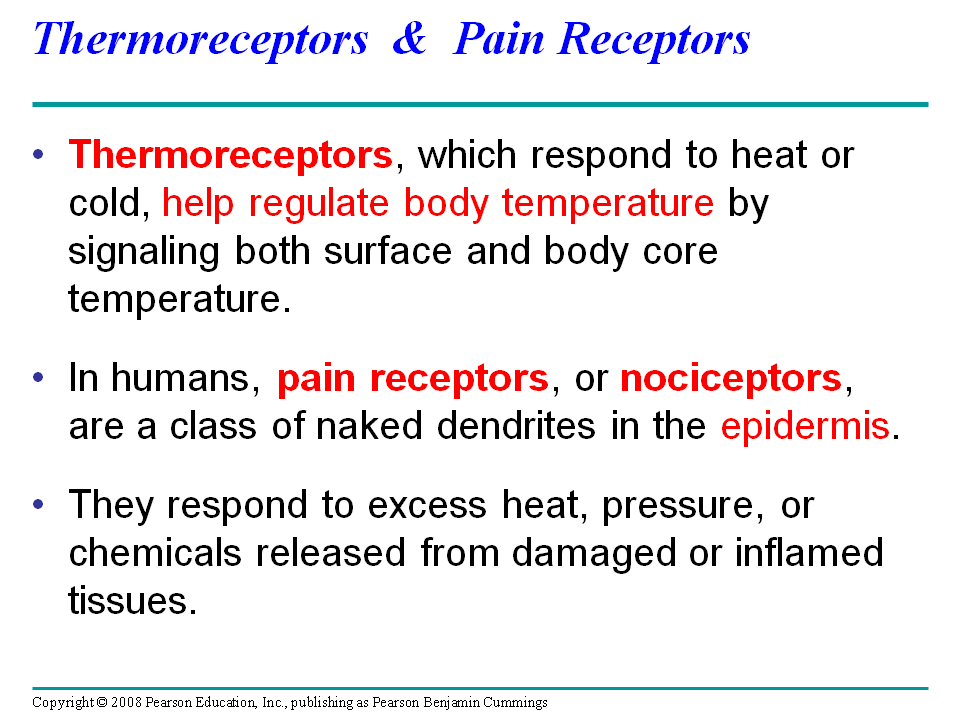 Thermoreceptors Pain Receptors