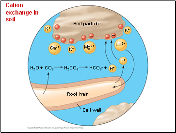 Cation exchange in soil