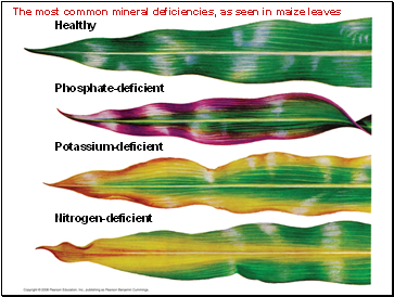The most common mineral deficiencies, as seen in maize leaves