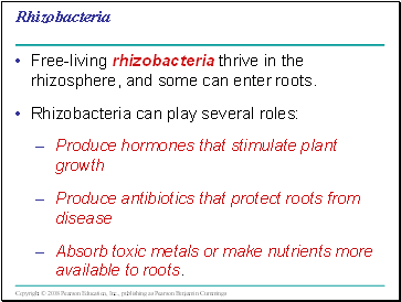 Rhizobacteria