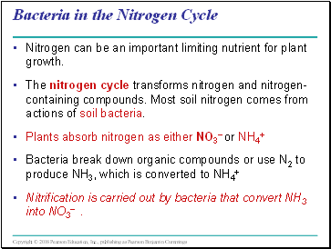 Bacteria in the Nitrogen Cycle