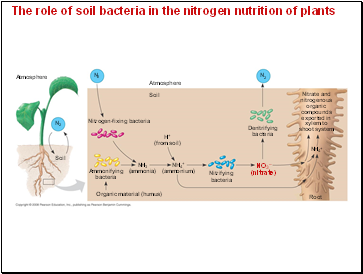 The role of soil bacteria in the nitrogen nutrition of plants