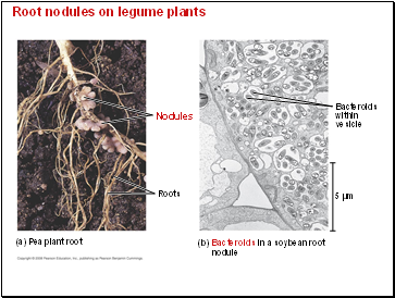 Root nodules on legume plants