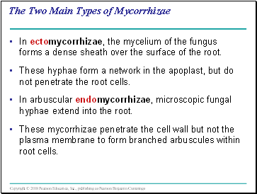 The Two Main Types of Mycorrhizae