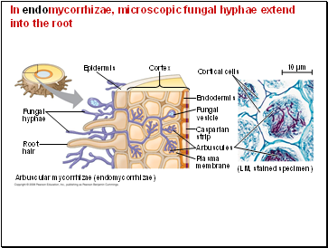 In endomycorrhizae, microscopic fungal hyphae extend into the root