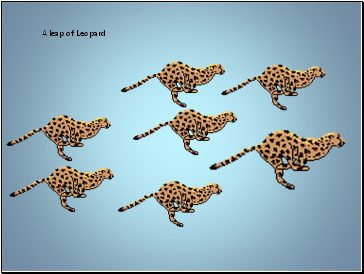 A leap of Leopard