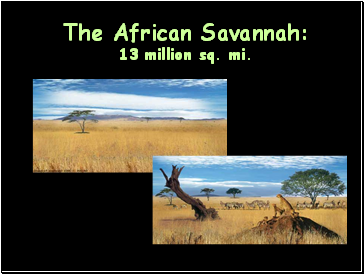 The African Savannah: 13 million sq. mi.