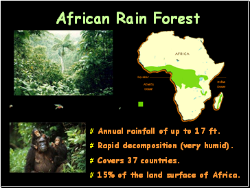 African Rain Forest
