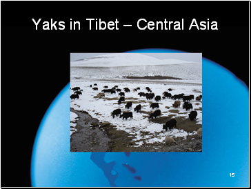 Yaks in Tibet  Central Asia
