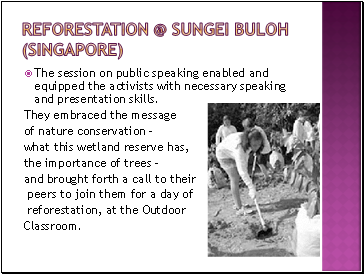 Reforestation @ sungei buloh (singapore)