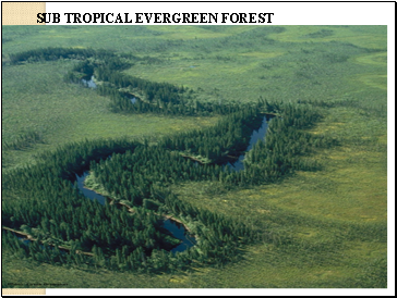 SUB TROPICAL EVERGREEN FOREST