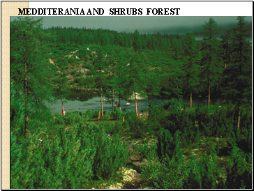 MEDDITERANIA AND SHRUBS FOREST