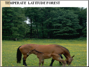 TEMPERATE LATITUDE FOREST