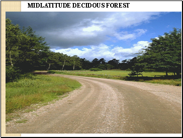 MIDLATITUDE DECIDOUS FOREST