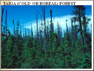 TAIGA (COLD OR BOREAL) FOREST