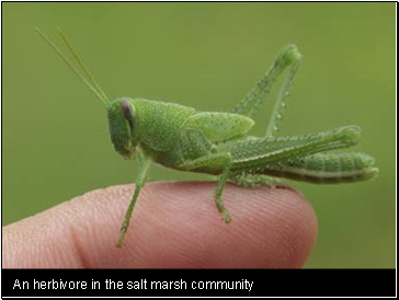 An herbivore in the salt marsh community